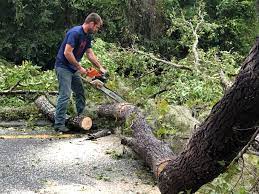 Best Seasonal Cleanup (Spring/Fall)  in Woodlands, CA