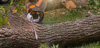 How Our Tree Care Process Works  in  Woodlands, CA