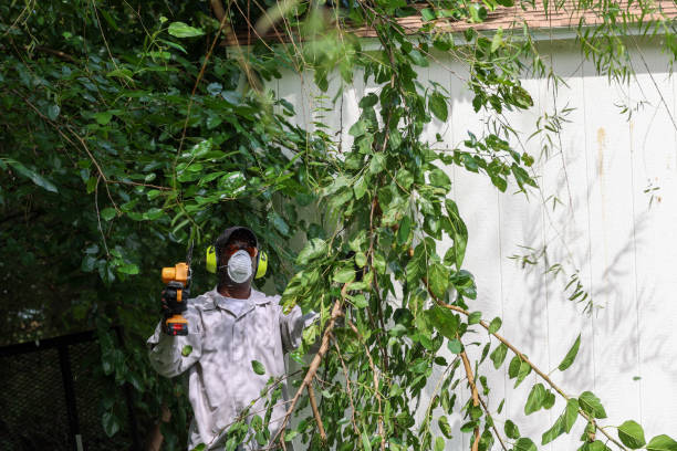 Best Hedge Trimming  in Woodlands, CA