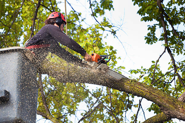 Best Tree Trimming and Pruning  in Woodlands, CA