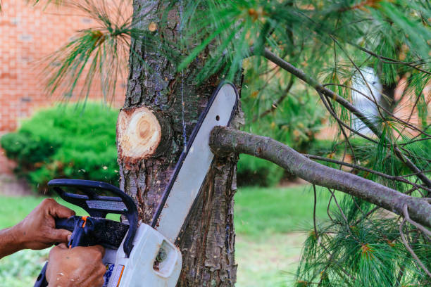 Best Tree Removal  in Woodlands, CA